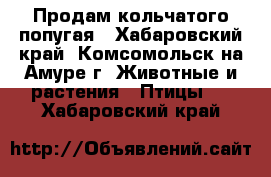 Продам кольчатого попугая - Хабаровский край, Комсомольск-на-Амуре г. Животные и растения » Птицы   . Хабаровский край